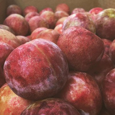 Pluot & Plumcot