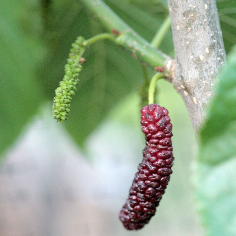 Mulberries