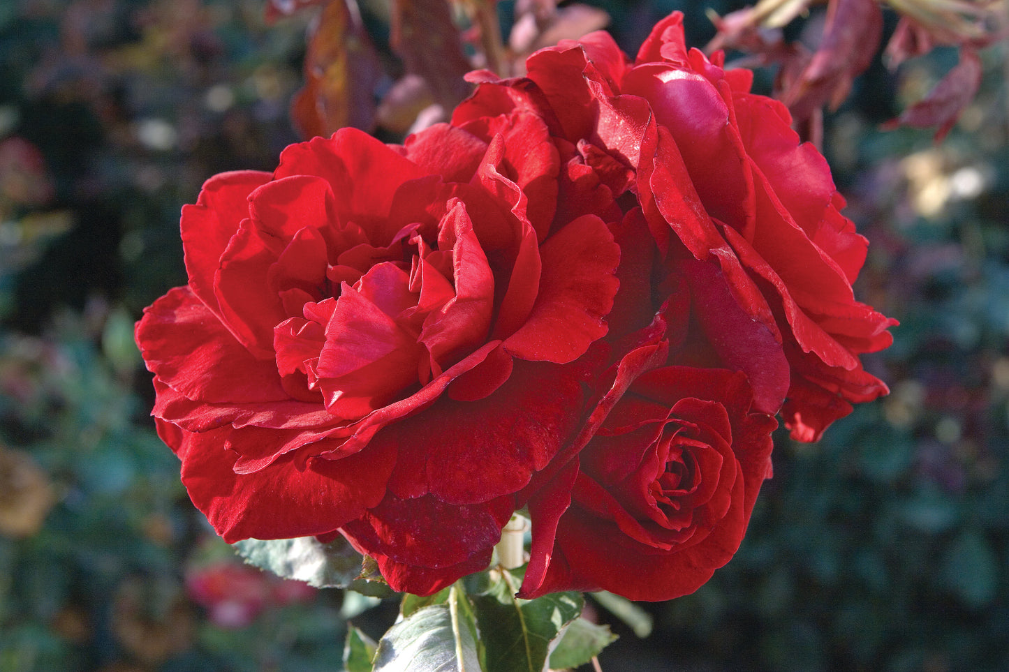 Don Juan Climbing Rose