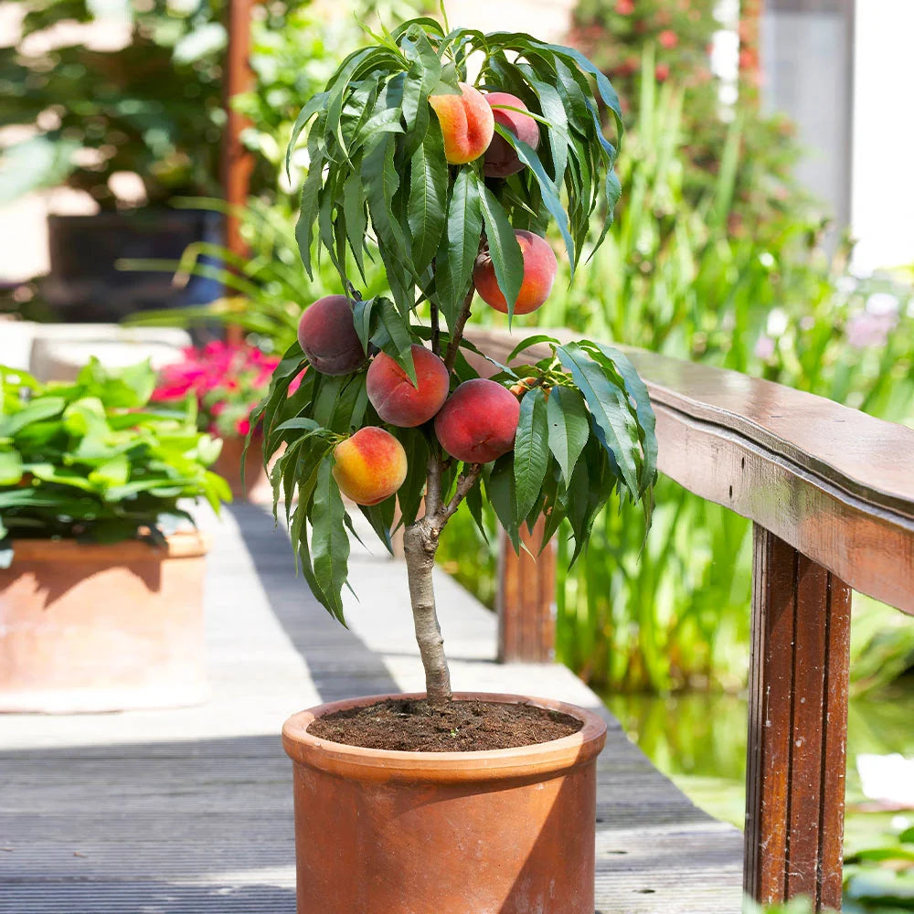 Bonanza Peach