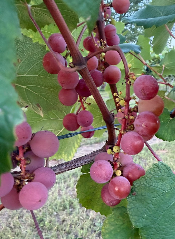 Brilliant Grapes