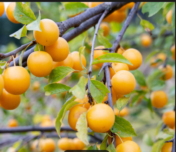 Byron Gold Plum