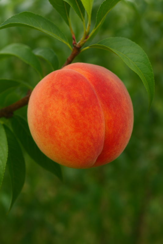 Bonfire Peach