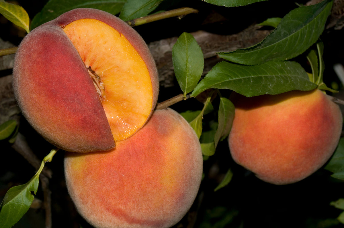 MAY PRIDE PEACH