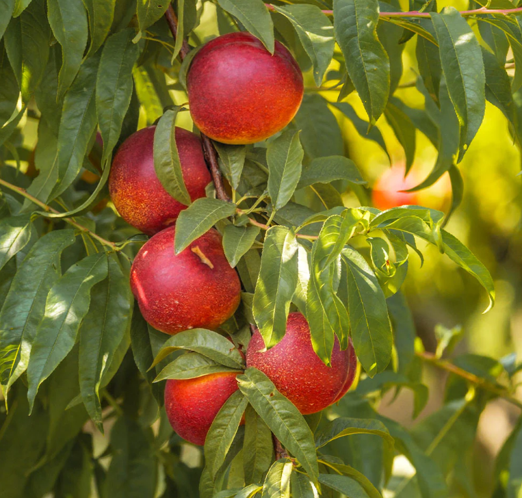 SUNGLO NECTARINE