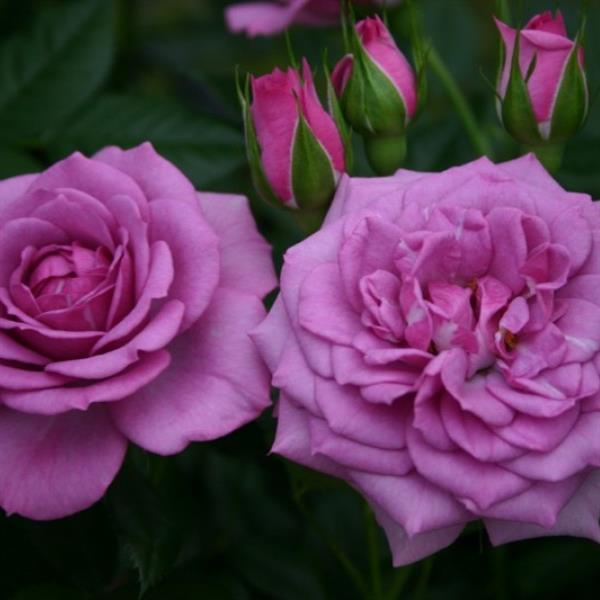 Veranda Lavender Floribunda Rose