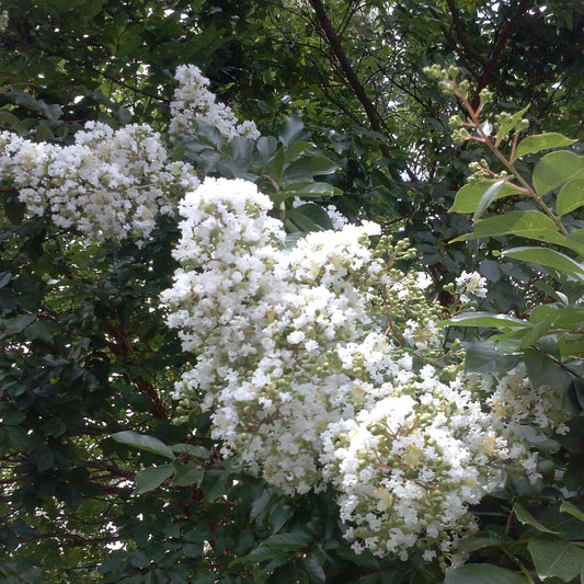 Sarah's Favorite Crepe Myrtle