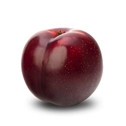 All Red Plum