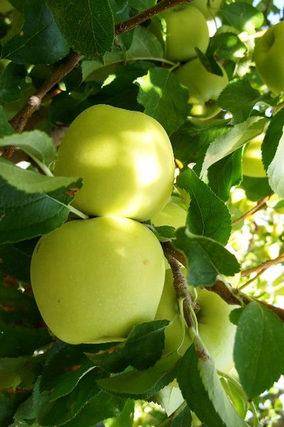 Red Delicious Apples - Womack Nursery