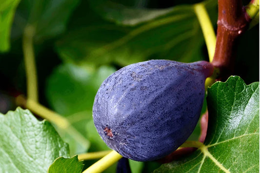 LSU Purple Fig