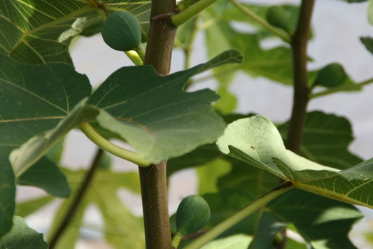 Peters Honey Fig