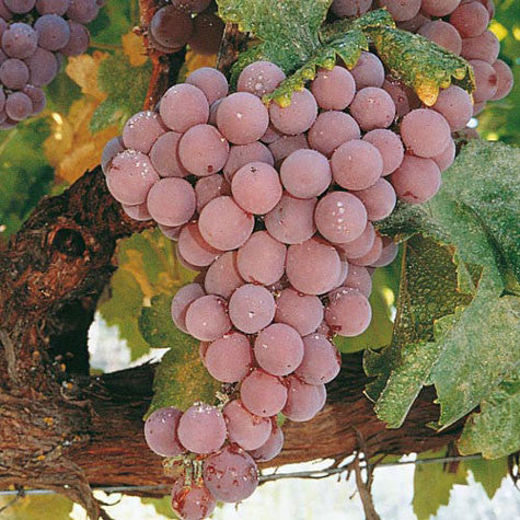 Reliance (Table Grape)