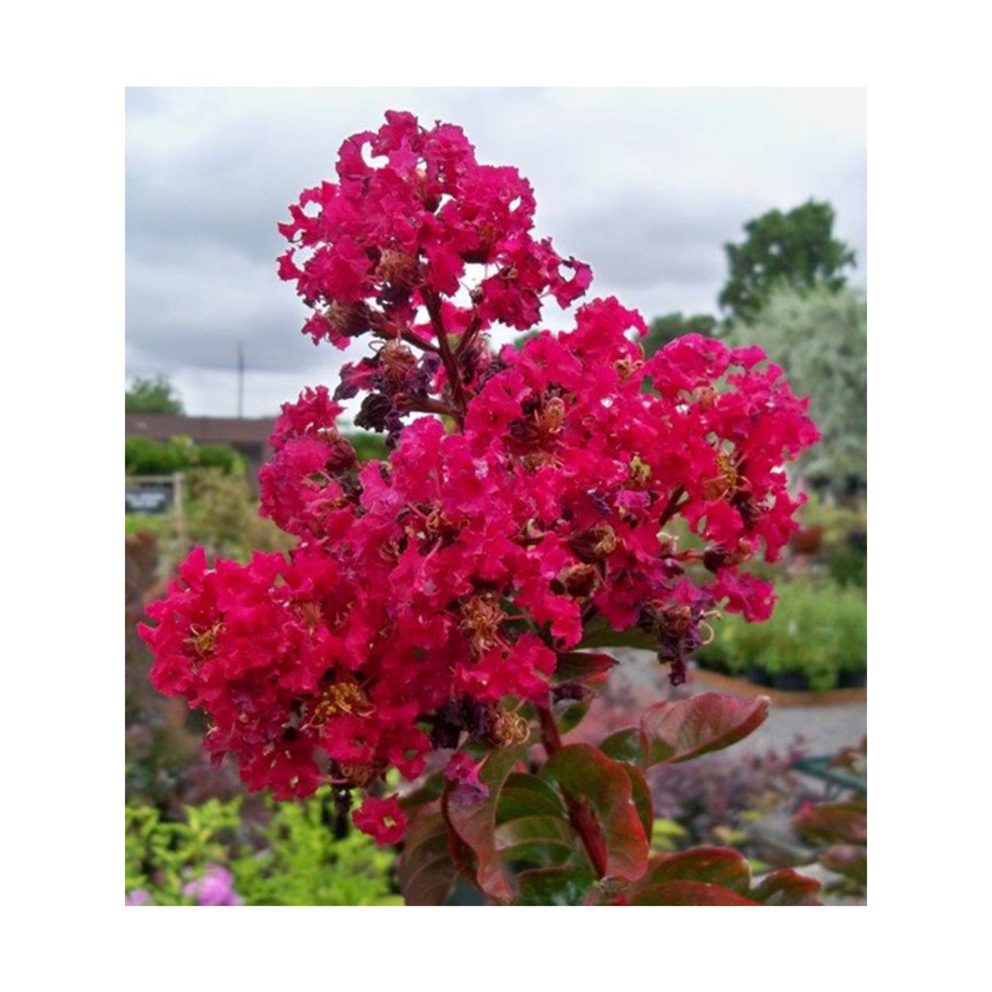Country Red Crepe Myrtle