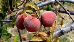 Flavorich Peach