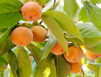 Izu Persimmon