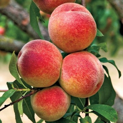 July Elberta Peach