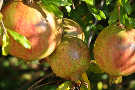 Salavatski Pomegranate