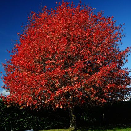 Shumard Oak (Shade Tree)