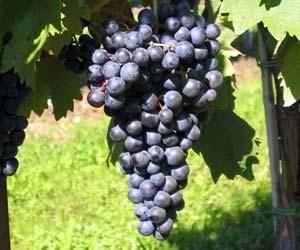 Tempranillo Grape