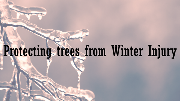 Protecting trees from winter injury