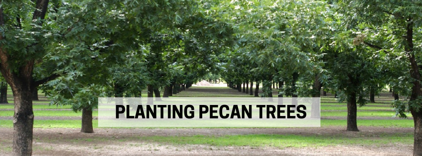 How to plant your Pecan trees