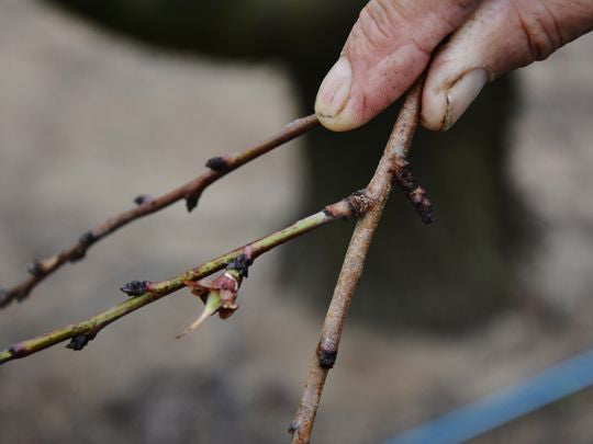 Too Few Chill Hours Could Affect Texas Fruit Crop