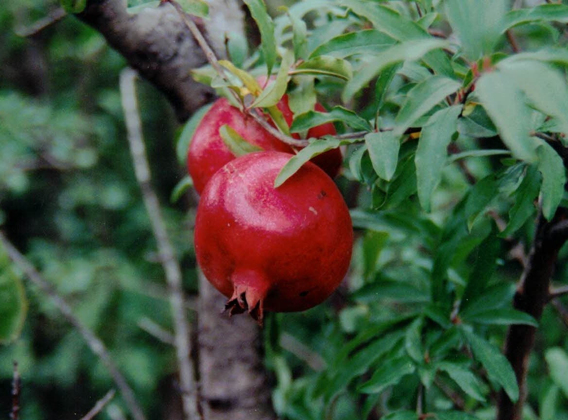 Pomegranates