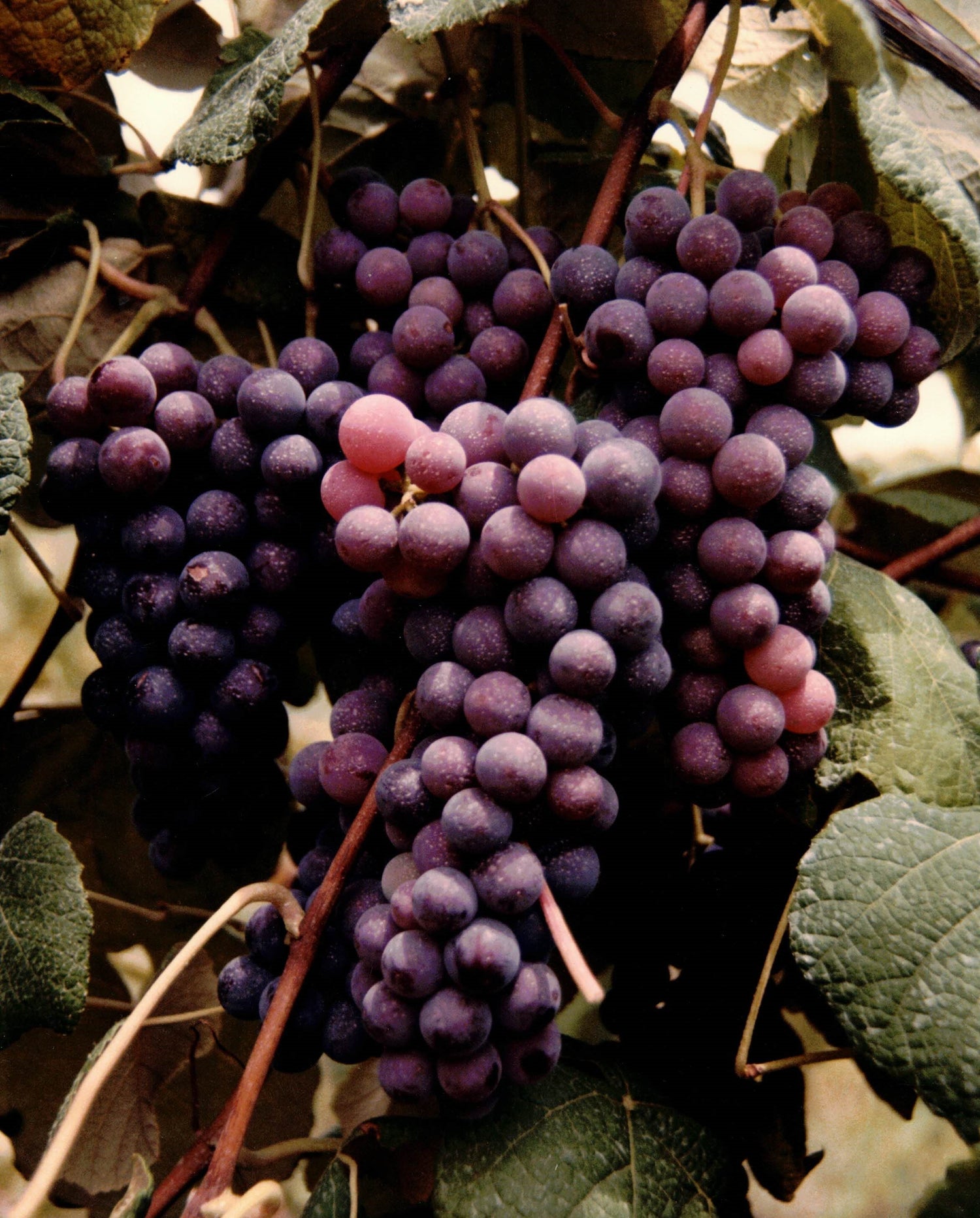 Grapes