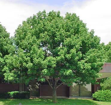 Shade Trees