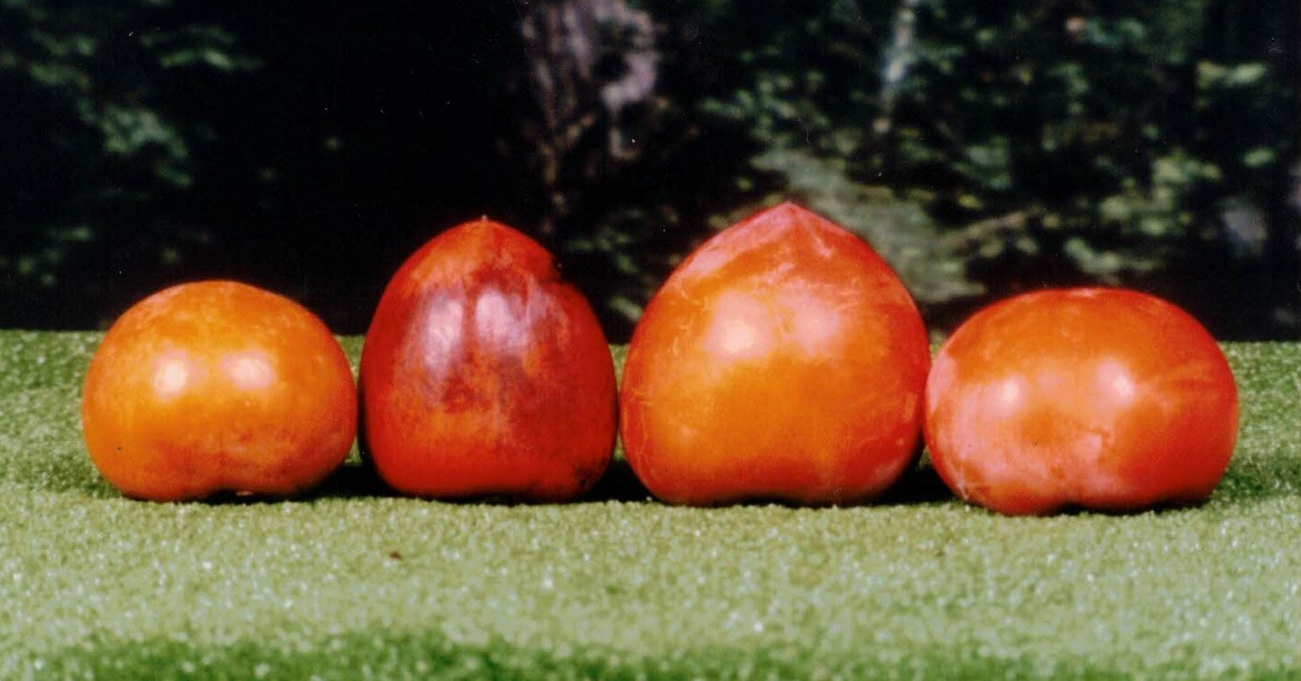 Persimmons