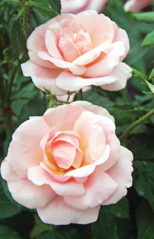 Peachy Knockout Rose