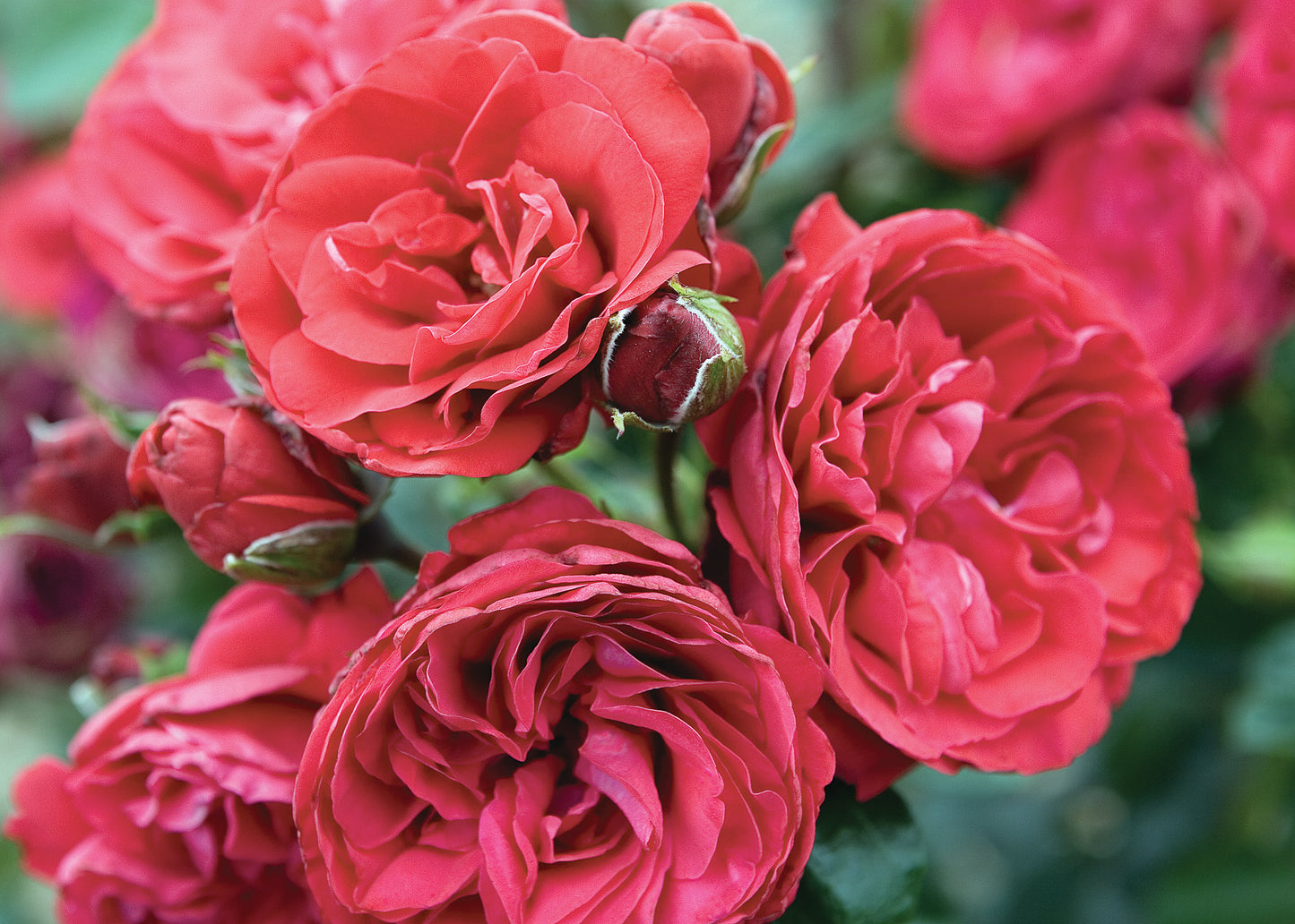Crimson Sky Climbing Rose