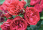 Crimson Sky Climbing Rose