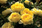 Sunblaze Lemon Miniature Rose