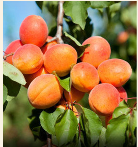Early Golden Apricot
