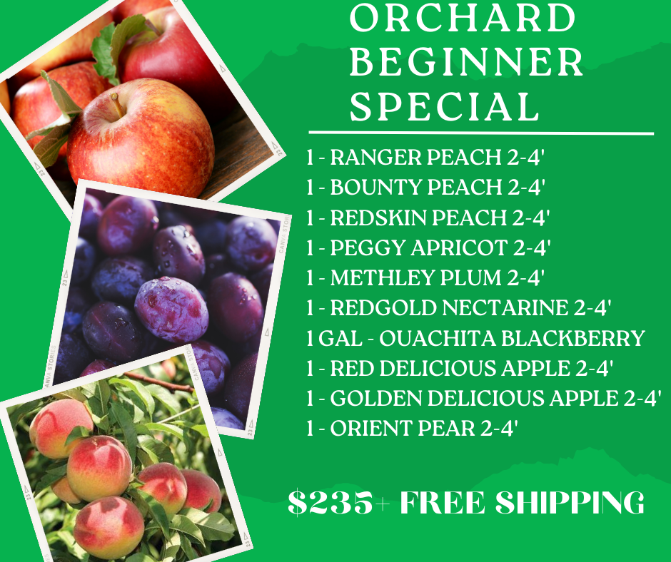 Orchard Beginner Special