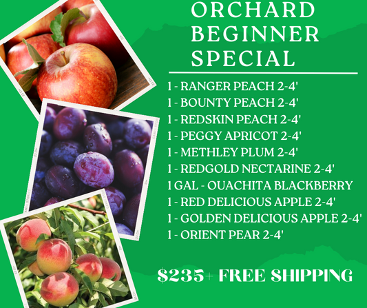 Orchard Beginner Special