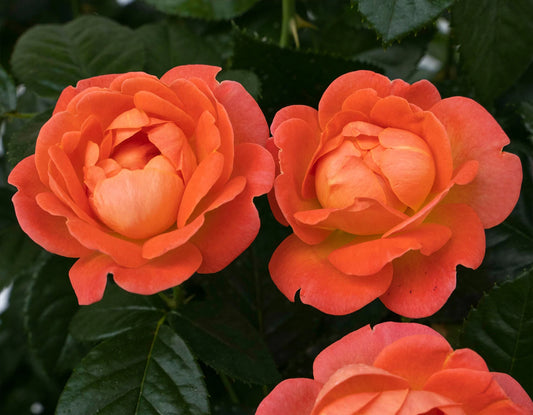 Orange Glow Knockout Rose