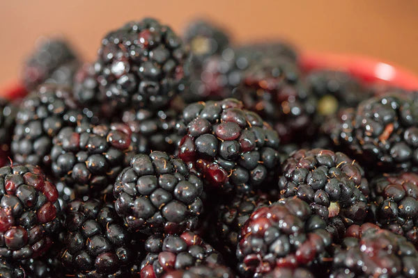 Navaho Thornless Blackberries