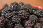 Navaho Thornless Blackberries