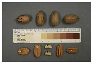 Prilop of Lavaca (1)