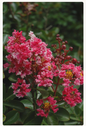 Raspberry Sundae Crepe Myrtle