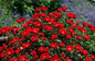 Scarlet Drift (PPTBS)