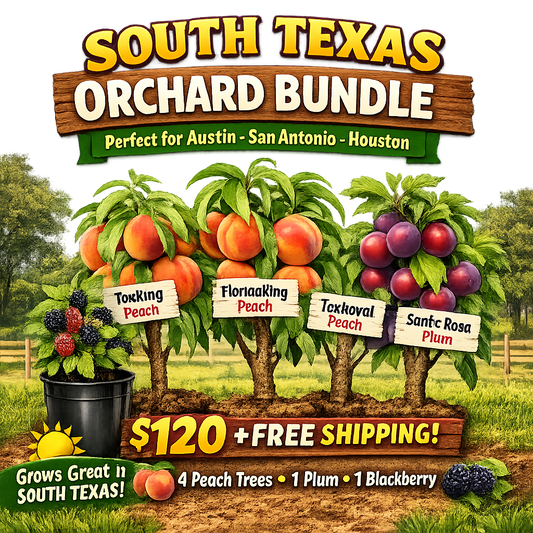 South Texas Fruit Special
