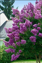 Twilight Crepe Myrtle