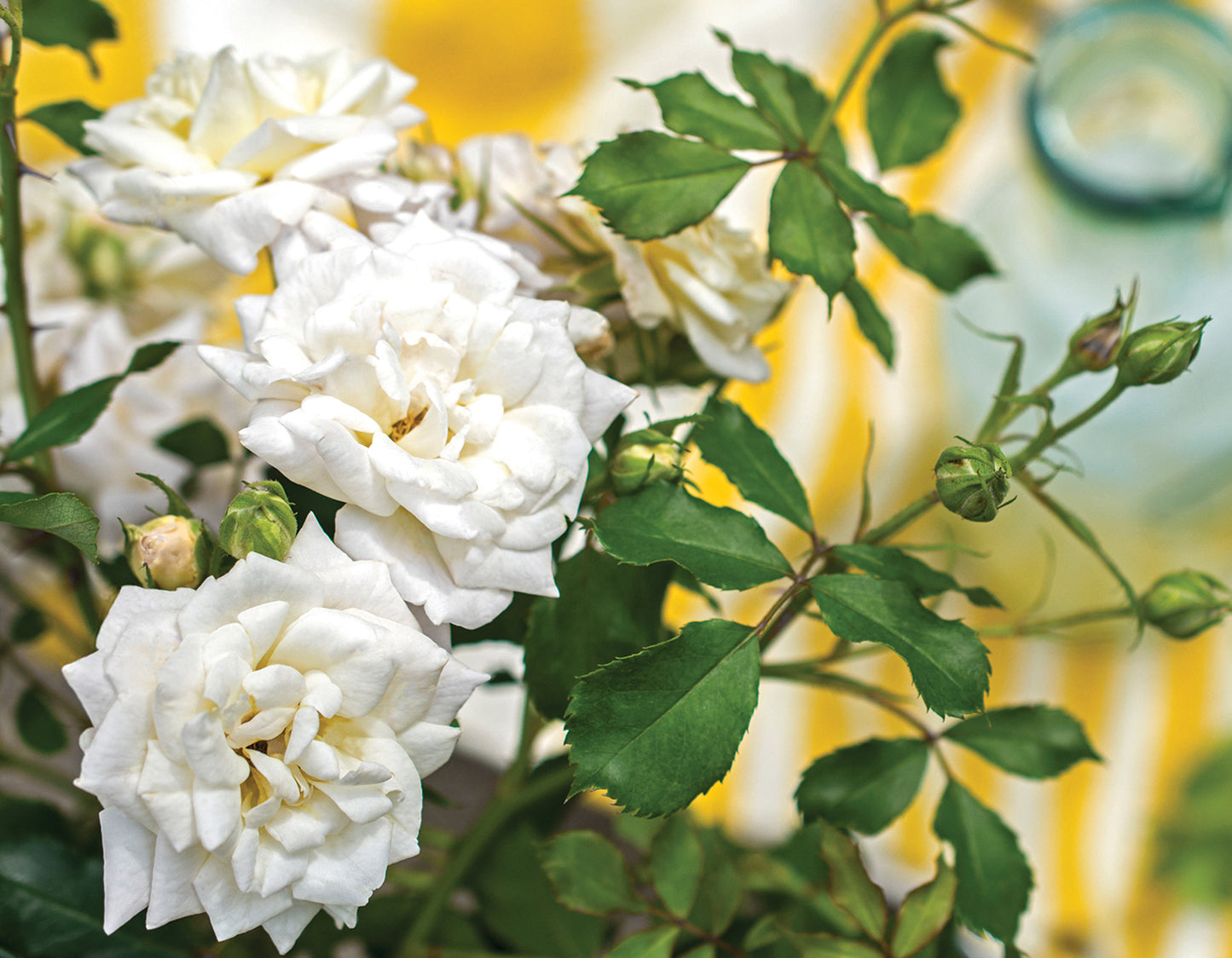 White Drift Rose