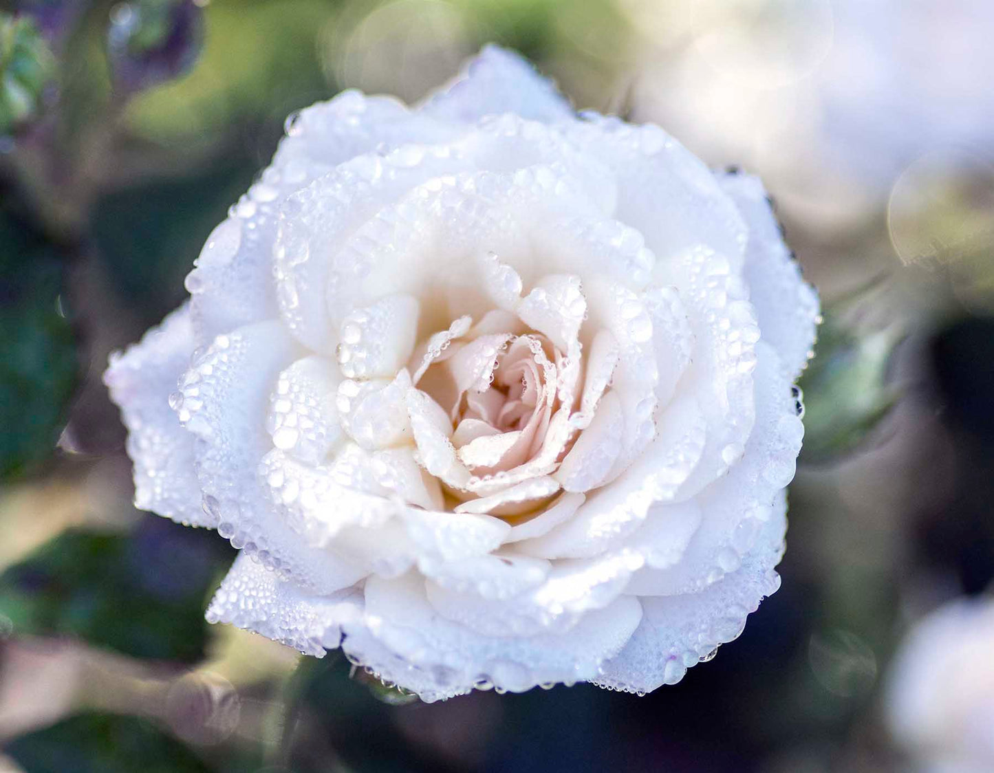 White Drift Rose