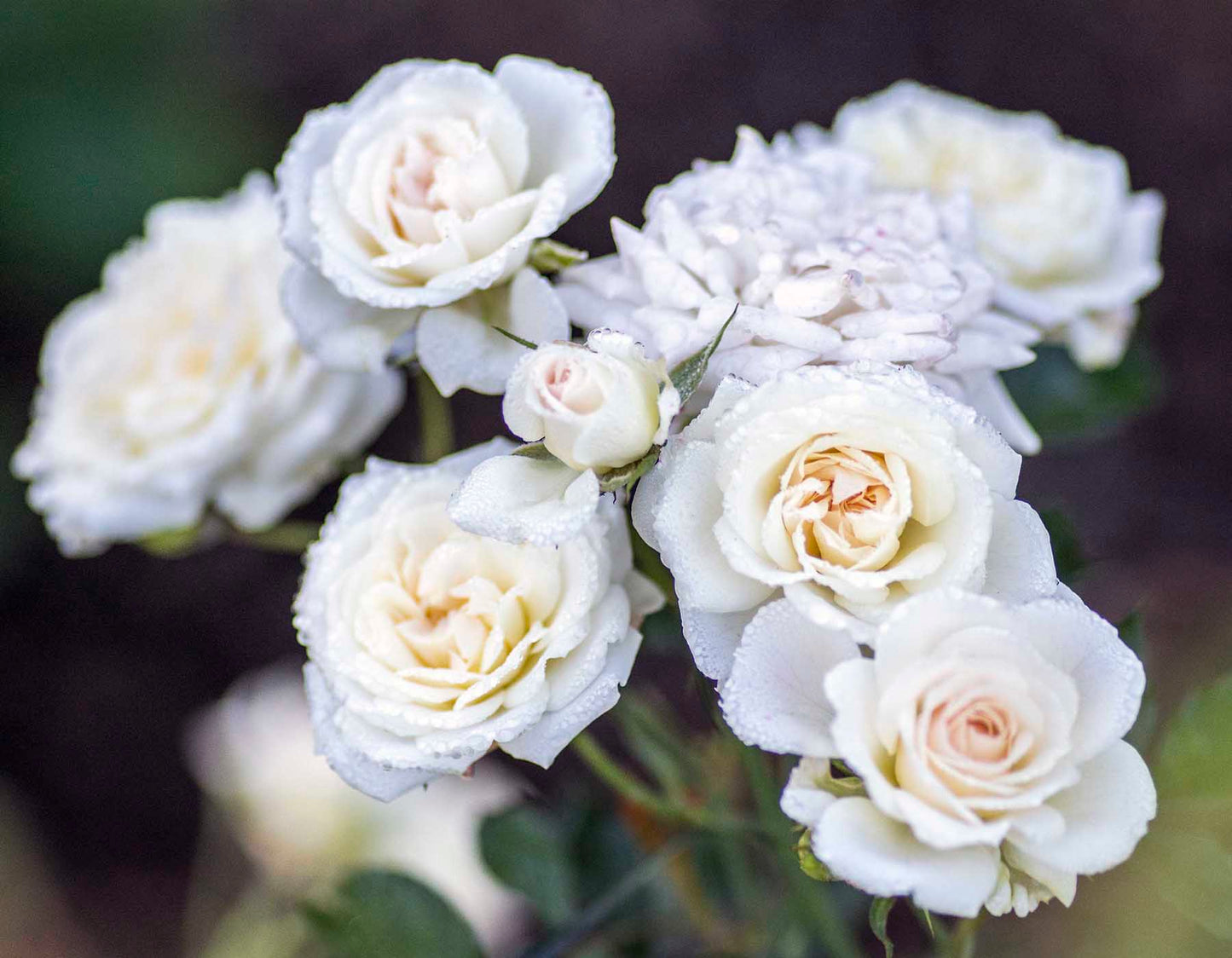 White Drift Rose