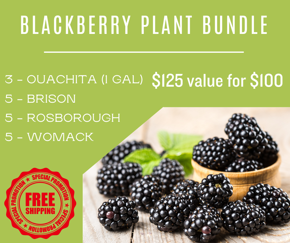 Blackberry Plant Bundle