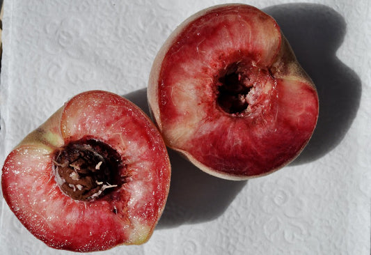 Indian Blood Peach